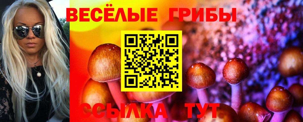 Галлюциногенные грибы Psilocybe  Вход с VPN  Богданович 